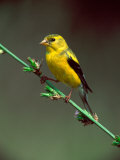 American Goldfinch, Photographic Print