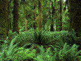Quinault Rainforest, Olympic National Park, Washington, USA Photographic Print by Rob Tilley