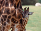 Reticulated Giraffe, California, USA  Lámina fotográfica por Dee Ann Pederson