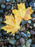 Maple Leaves on Pebble Beach, Lake Superior, Pictured Rocks National Lakeshore, Michigan, USA Photographie par Claudia Adams