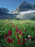 Paintbrush in Uinta National Forest, Wasatch Mountains, Mount Timpanogos Wilderness, Utah, USA Photographic Print by Scott T. Smith Paintbrush in Uinta National Forest, Wasatch Mountains, Mount Timpanogos Wilderness, Utah, USA Photographic Print by Scott T. Smith