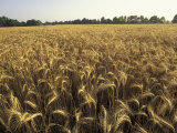 Wheat Field Ready for Harvesting, Louisville, Kentucky, USA Photographic Print by Adam Jones