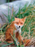 Red Fox, Alaska Peninsula, Alaska, USA Lámina fotográfica por Dee Ann Pederson Red Fox, Alaska Peninsula, Alaska, USA Lámina fotográfica por Dee Ann Pederson