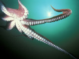Giant Pacific Octopus, Pacific Northwest, USA Photographic Print by Stuart Westmoreland