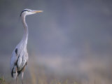 Great Blue Heron Fotografisk trykk av Georgienne Bradley