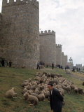 Man and sheep Surrounding Avila, Rebuilt by Alfonso VI in 1090 Ad, 9 Gate Entrance to the City Reproduction photographique sur papier de qualité par Eliot Elisofon