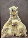 Hilda, a Polar Bear with Twins at Detroit Zoo Animal Conservation Wild Animal Propagation Trust Premium Photographic Print by Nina Leen Hilda, a Polar Bear with Twins at Detroit Zoo Animal Conservation Wild Animal Propagation Trust Premium Photographic Print by Nina Leen