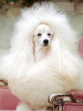 Miniature poodle sitting in armchair at 88th annual Westminster Kennel Club Dog Show. Photographic Print by Nina Leen