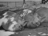 Yorkshire Hogs Smirking with Comfort in Pen on Curtiss Farms Owned by the Curtiss Candy Co. Photographic Print by Wallace Kirkland