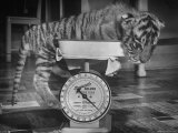 Rajpur, a Tiger Cub, Being Weighed on a Scale Premium Photographic Print by Alfred Eisenstaedt