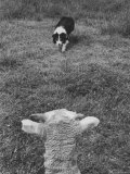 Border Collie, Roy, Winner of North American Sheep Dog Society Championship 3 Times in Succession Premium Photographic Print by Robert W. Kelley