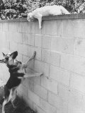 Cat Owned by Olympic Track Star Harold Connolly, on Wall Hissing at Police German Shepherd Premium Photographic Print by Bill Eppridge