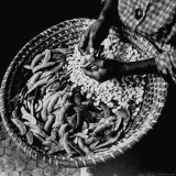 Powerful Hands of an African American Woman Shelling Butter Beans, aka Lima Beans, at City Market Photographic Print by Robert W. Kelley
