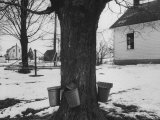 Three Pails Laying Against the Tree for Catching Maple Being Tapped in the Catskill Mt. Region Premium Photographic Print by Richard Meek