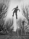 Fruit Growers Wayne Deming and Son Douglas Using Stilts to Prune Trees in Half the Usual Time Lámina fotográfica por Ralph Crane
