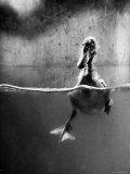 Underfed Duck Struggling in Detergent Photographic Print by Al Fenn