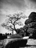 110 Year Old Bonsai Maple Tree on Estate of Collector Keibun Tanaka in Suburb of Tokyo Photographie par Alfred Eisenstaedt
