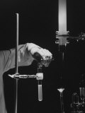 Chemicals that Cause tail of Firefly to Light, Studied by NASA at Goddard Space Flight Center Fototryk i høj kvalitet af Henry Groskinsky