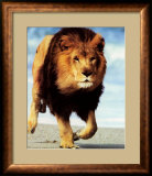 Lion Running Prints by Ron Kimball