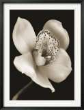 White and Black Speckled Flower Posters by Prades Fabregat