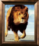 Lion Running Prints by Ron Kimball