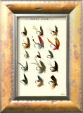 Trout Flies I Posters