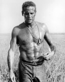 Paul Newman Photo