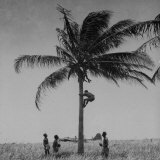 Australian Pilot Lisle Johnston Showing American B-17 Bomber "Frank Buck" How to Gather Coconuts Photographic Print by George Strock