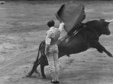 Bull Fighter Manolete Raising His Cape as Bull Charges Past Him in Bull Ring During Bull Fight Premium Photographic Print by William C. Shrout