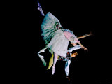 La Fille Mal Gardee Danced by David Blair and Nadia Nerina of the Royal Ballet Premium Photographic Print by Gjon Mili