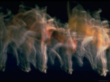 New York City Ballet Performing Dumbarton Oaks Premium Photographic Print by Gjon Mili