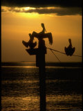 Pelicans in the Sunset at Key Biscayne, Florida Reproduction photographique sur papier de qualité par George Silk