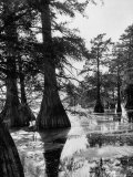 Reelfoot Lake, Tennessee, Showing Stagnant Lake Waters Reproduction photographique sur papier de qualité par Andreas Feininger