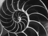 Nautilus Shell Fotografie-Druck von Andreas Feininger