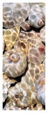 Tide Pool Prints by Jeff Friesen