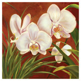 Red Orchid Prints by Laurie Snow Hein