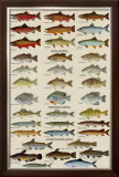 Eastern Gamefish Identification Chart Prints