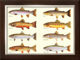 Classic Trout Posters by Joseph Tomelleri