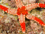 Sea Star, Banda Island, Indonesia Lámina fotográfica por Stuart Westmoreland