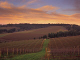 Early Spring over Knutsen Vineyards in Red Hills above Dundee, Oregon, USA Photographic Print by Janis Miglavs