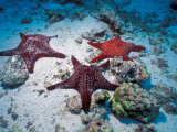 Sea Stars, Hood Island, Galapagos Islands, Ecuador Photographie par Jack Stein Grove