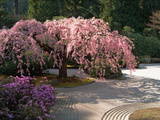 Cherry Tree Blossoms Over Rock Garden in the Japanese Gardens, Washington Park, Portland, Oregon Photographic Print by Janis Miglavs