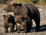 Brown Bear Sow with Cubs Looking for Fish, Katmai National Park, Alaskan Peninsula, USA Photographic Print by Steve Kazlowski