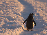 Gentoo Penguin Rests on Trail Towards Colony on Petermann Island, Antarctic Peninsula Fotografisk tryk af Hugh Rose Gentoo Penguin Rests on Trail Towards Colony on Petermann Island, Antarctic Peninsula Fotografisk tryk af Hugh Rose