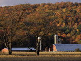 Fall Colors and a Field of Dried Soybeans in Pleasant Gap, Pennsylvania, October 20, 2006 Photographic Print by Carolyn Kaster