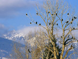 Bald Eagles in the Bitterroot Valley near Hamilton, Montana, USA Photographic Print by Chuck Haney