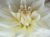 White Dahlia Close-up Photographic Print by Janell Davidson