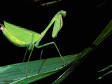 Preying Mantis, Amazon, Ecuador Lámina fotográfica por Pete Oxford
