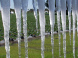 Icicles Hang from Sign at Fancy Farms, a Strawberry Farm in Plant City, Florida, December 31, 2000 Photographie par Dale E. Wilson