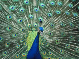Peacock Spreading Colorful Feathers Photographie par Bill Bachmann